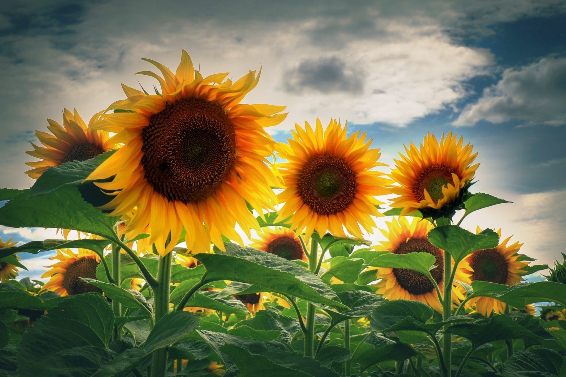 Nature Sunflowers Wallpaper