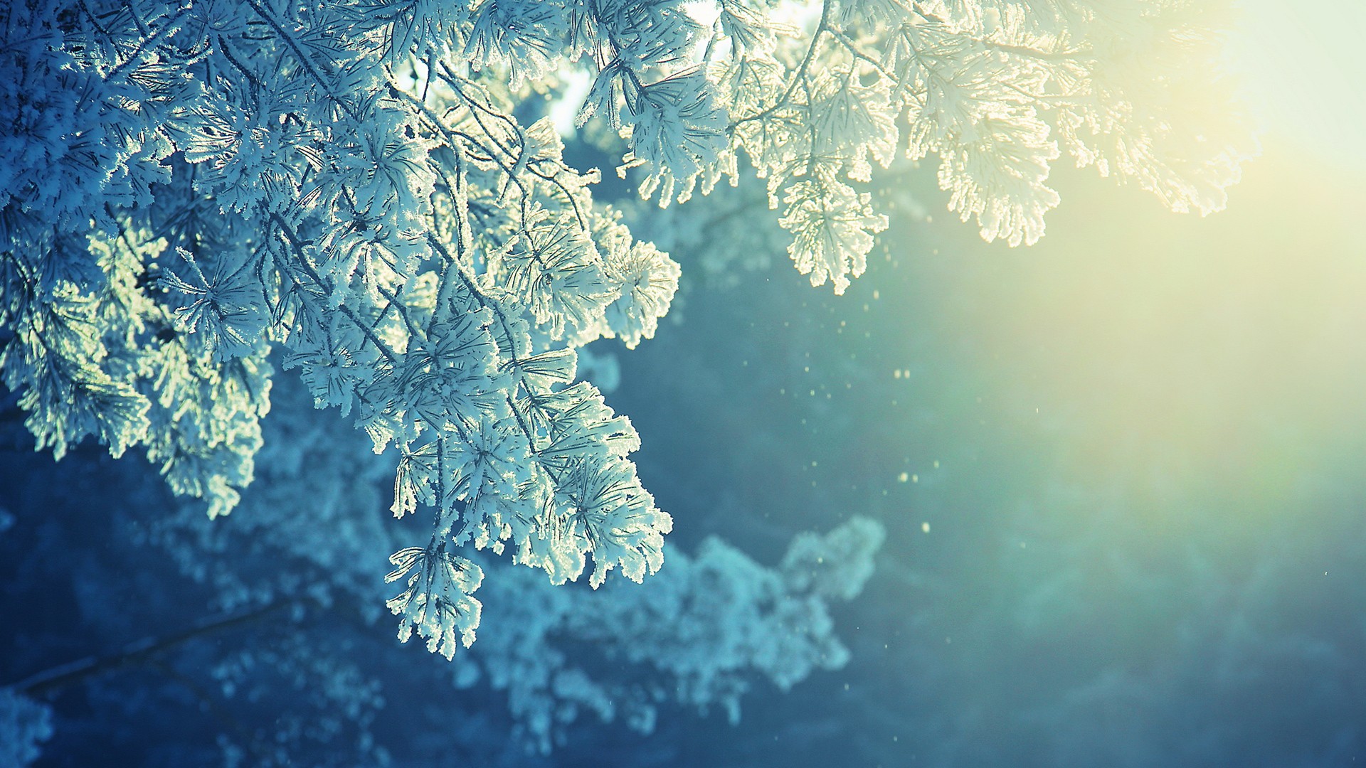 Winter Frost Branches Sunshine Wallpaper