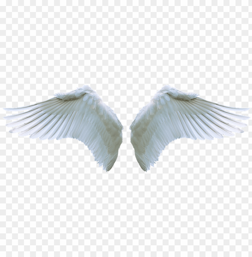 Angel Wing Png Picture Transparent Stock Guardian