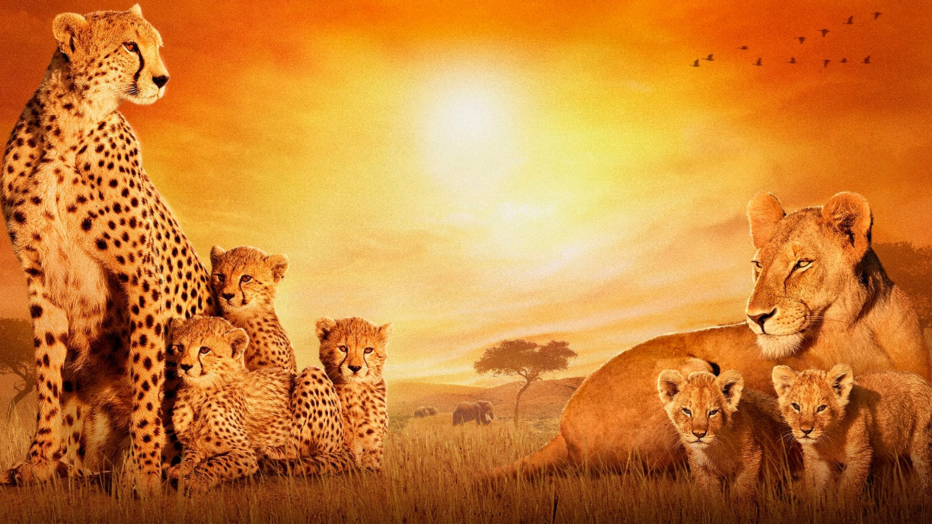 Africa Wallpaper HD