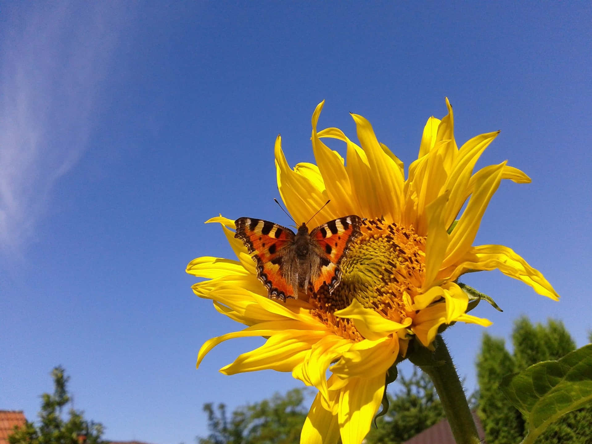 Sunflower And Butterfly Wallpaper