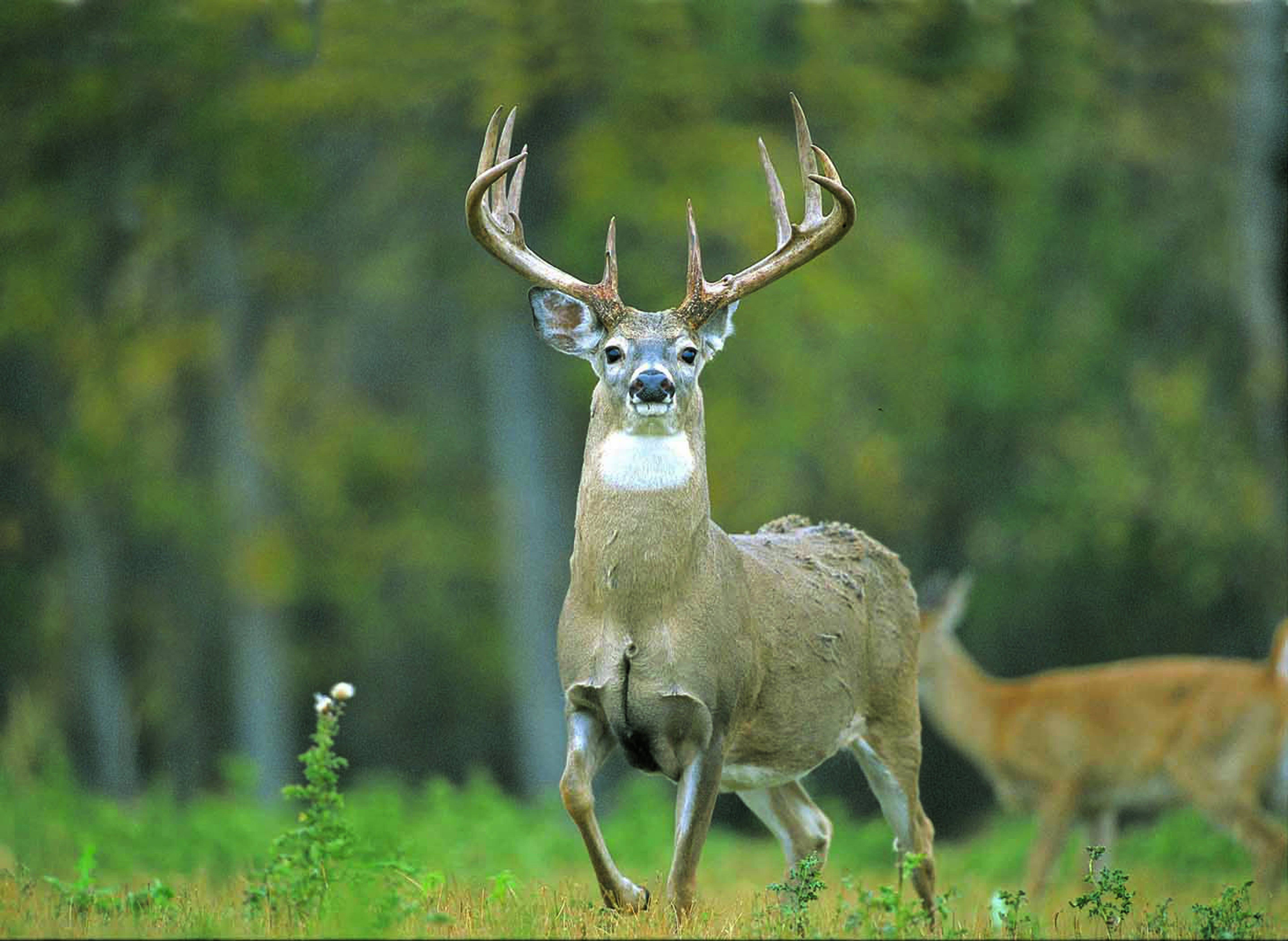 Deer Desktop Whitetail Hunting Alberta Canada Mule Drawings