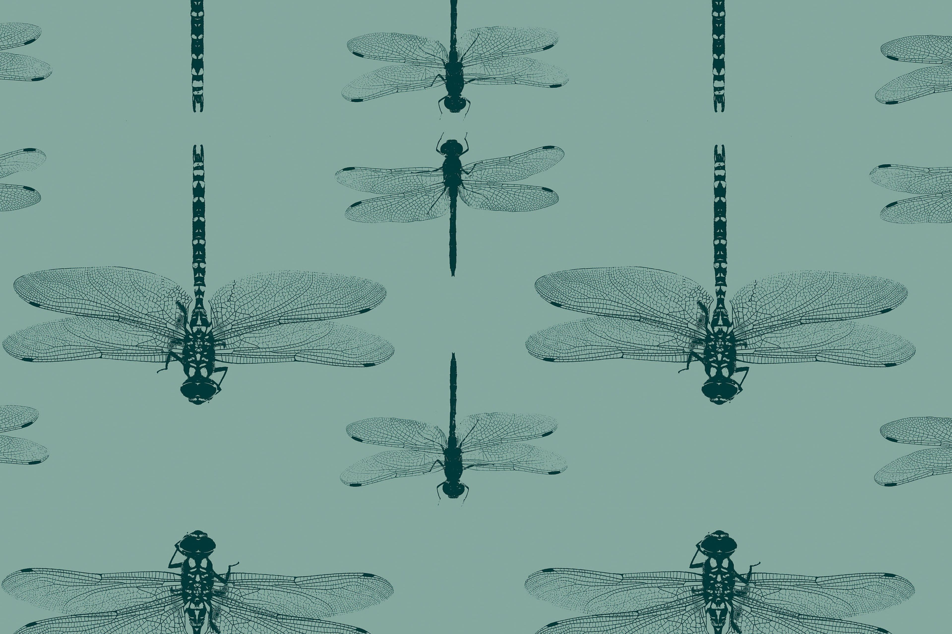 Dragonfly Wallpaper On
