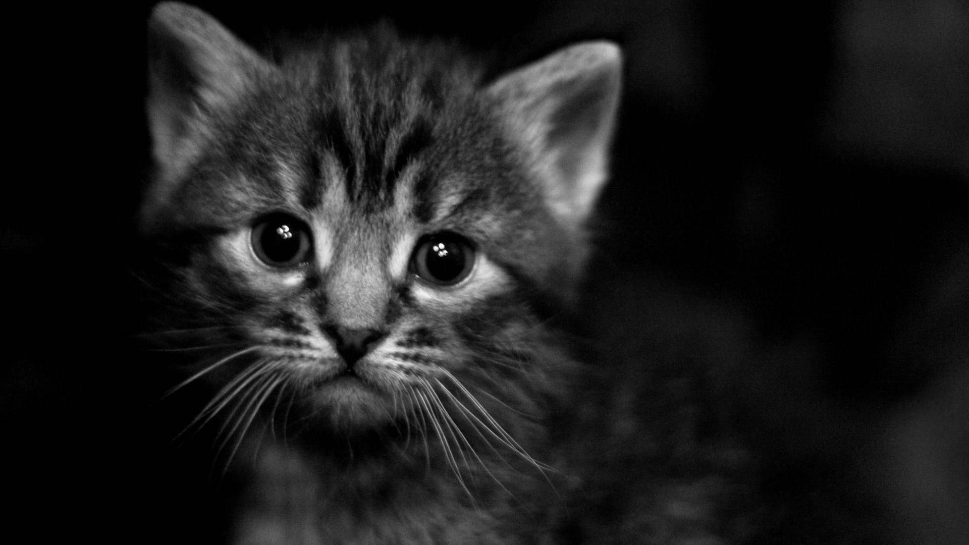 Dark Animals Wallpaper On