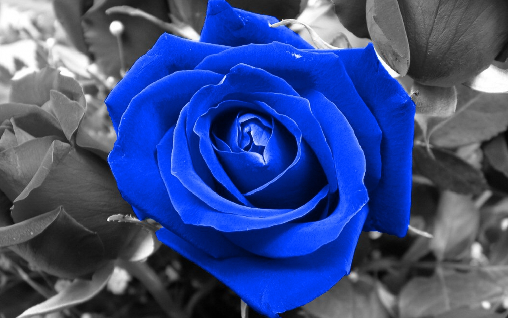 Roses Blue Rose Wallpaper