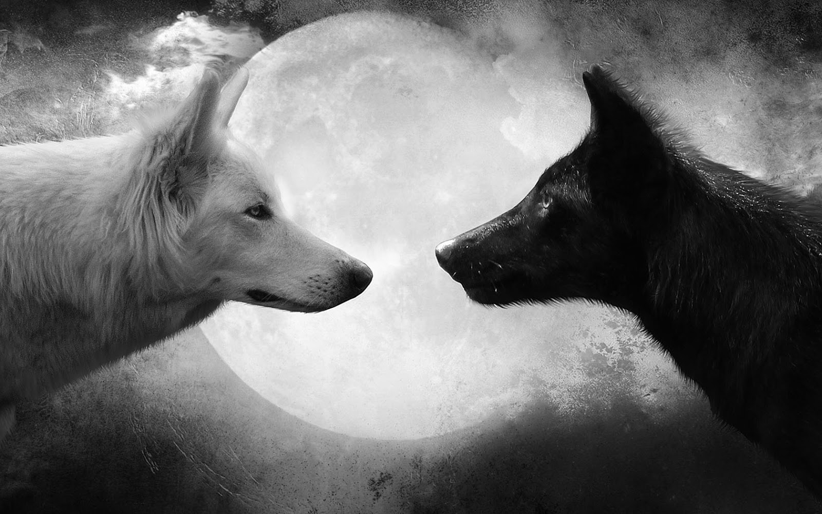 Black And White Wallpaper With Wolves HD Animals