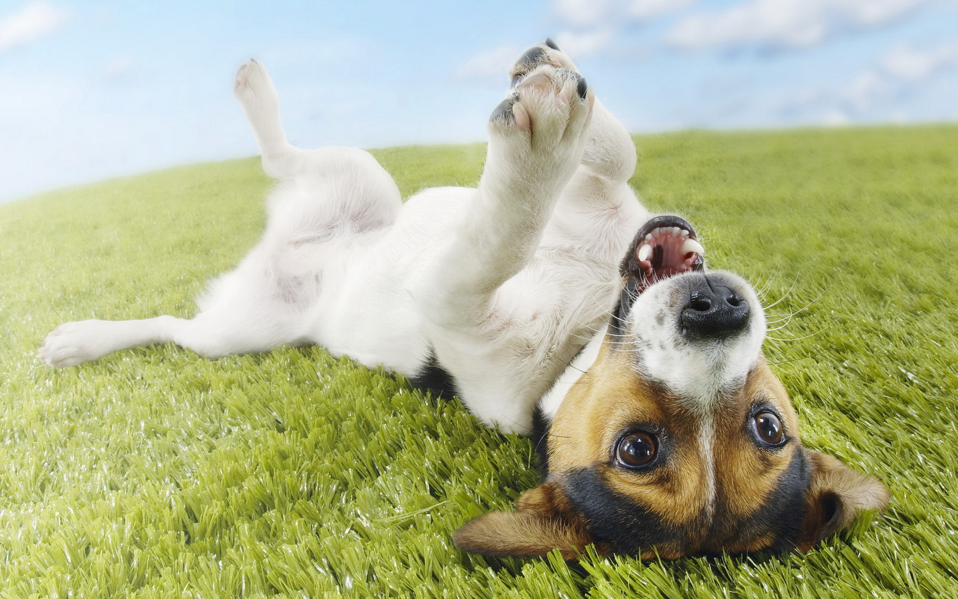 Jack Russell Terrier Wallpaper And Image Picture