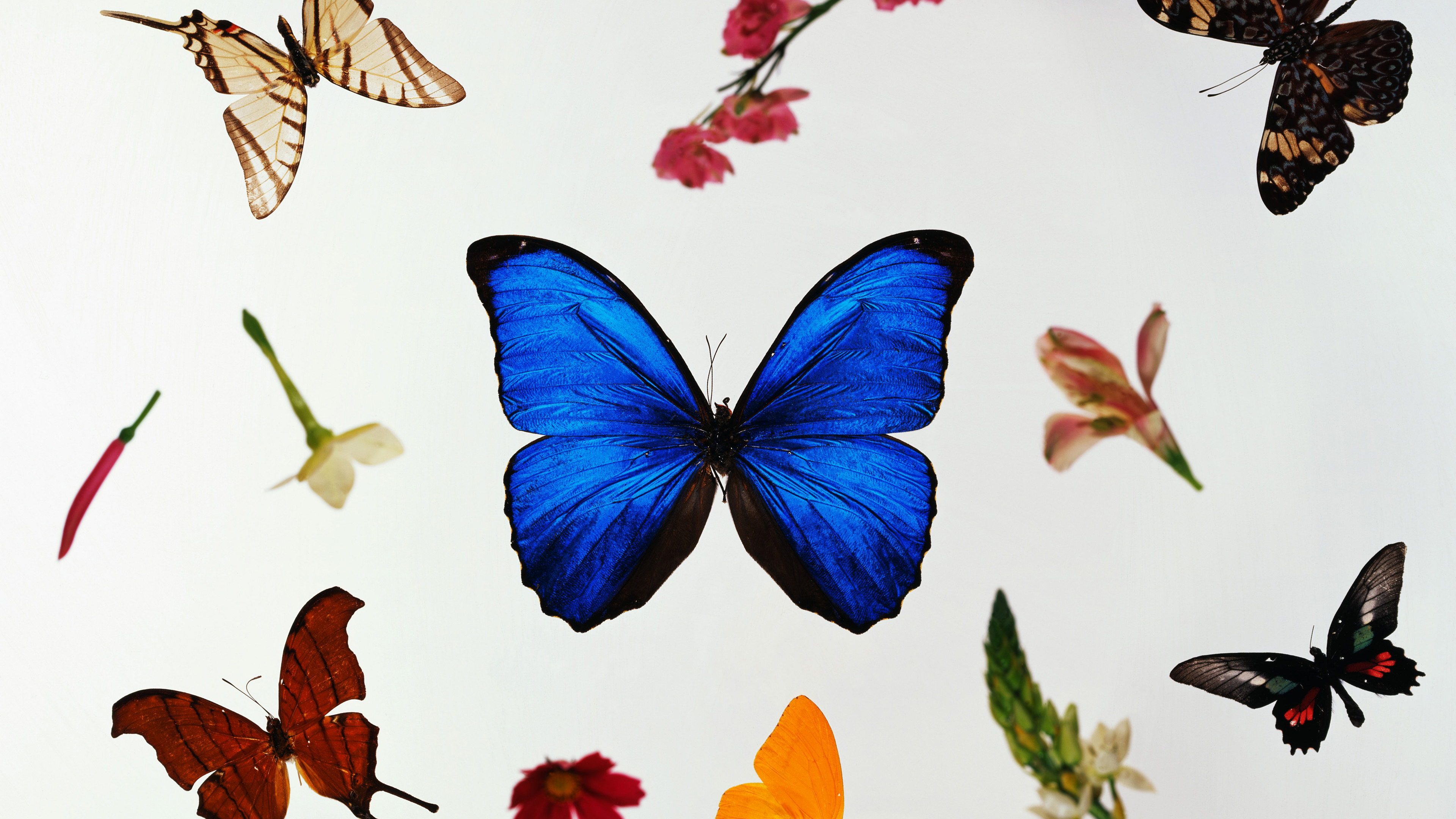 Butterfly Wallpaper And