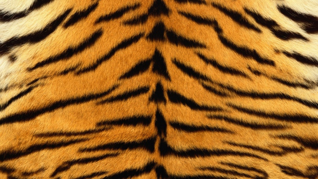 Wallpaper Skin Tiger Stripes Fur Striped HD