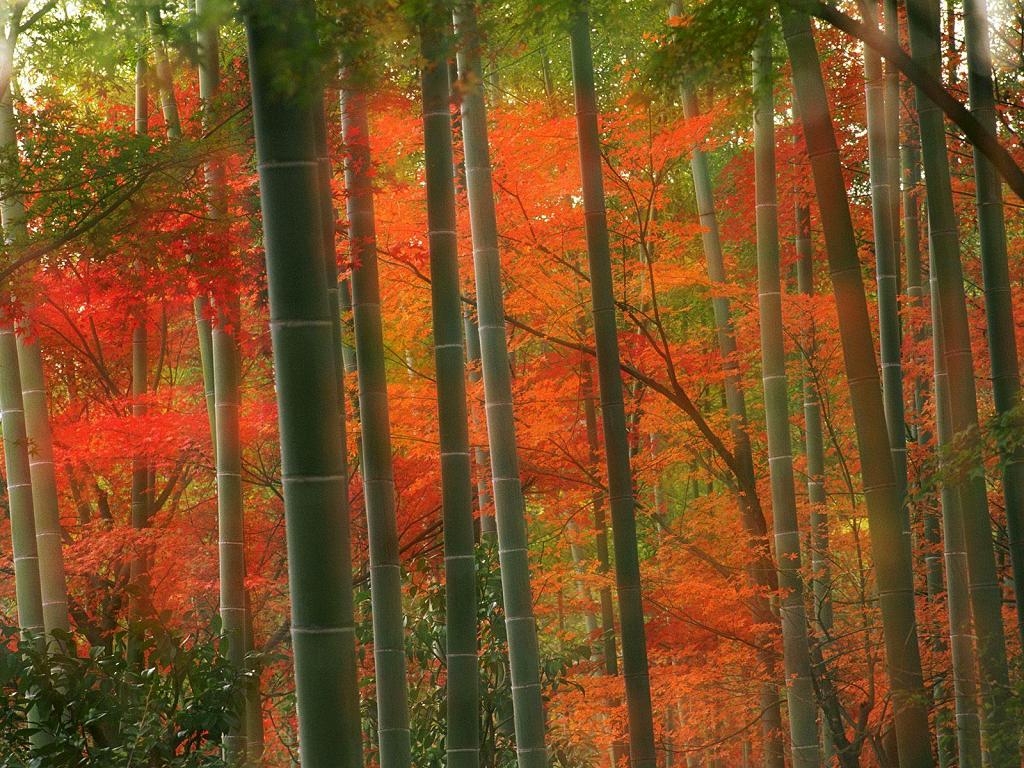Bamboo Forest Arashiyama Park Kyoto Japan Photography Desktop