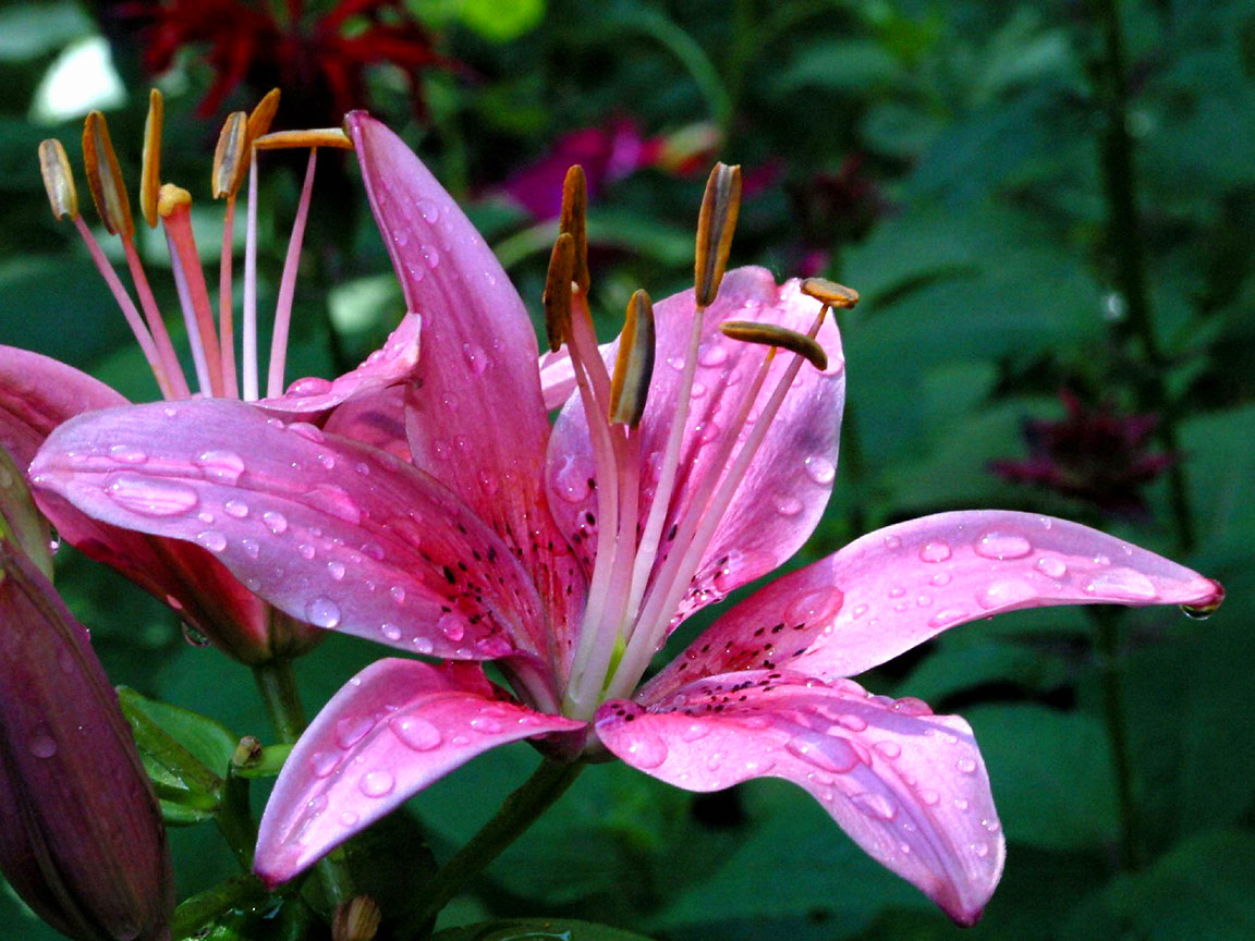 For Those Who Like The Lilies May Make Wallpaper On Your Puter