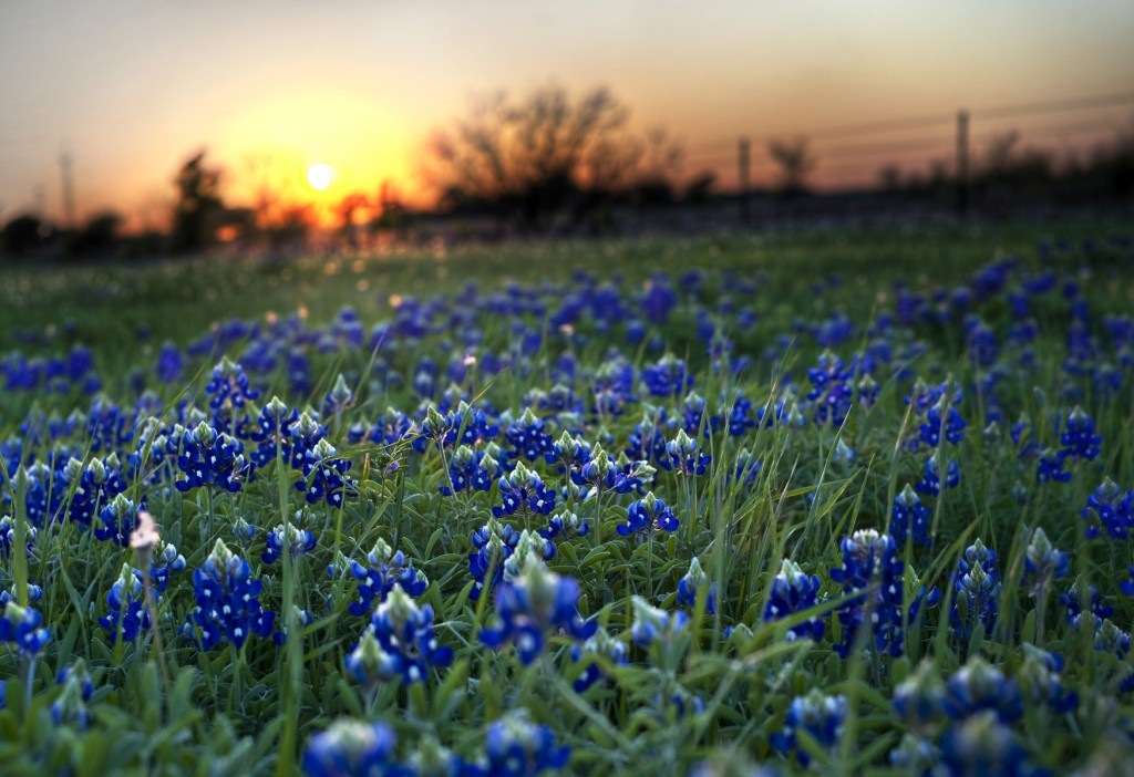 Texas State Flower Bluebonnets Picture Texas Proud