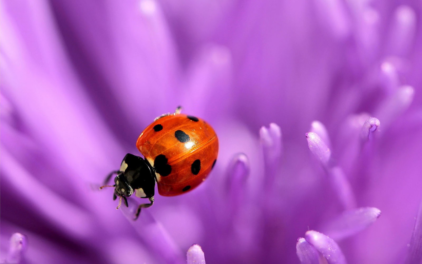 HD Ladybug Wallpaper With A On Purple Flower Ladybugs