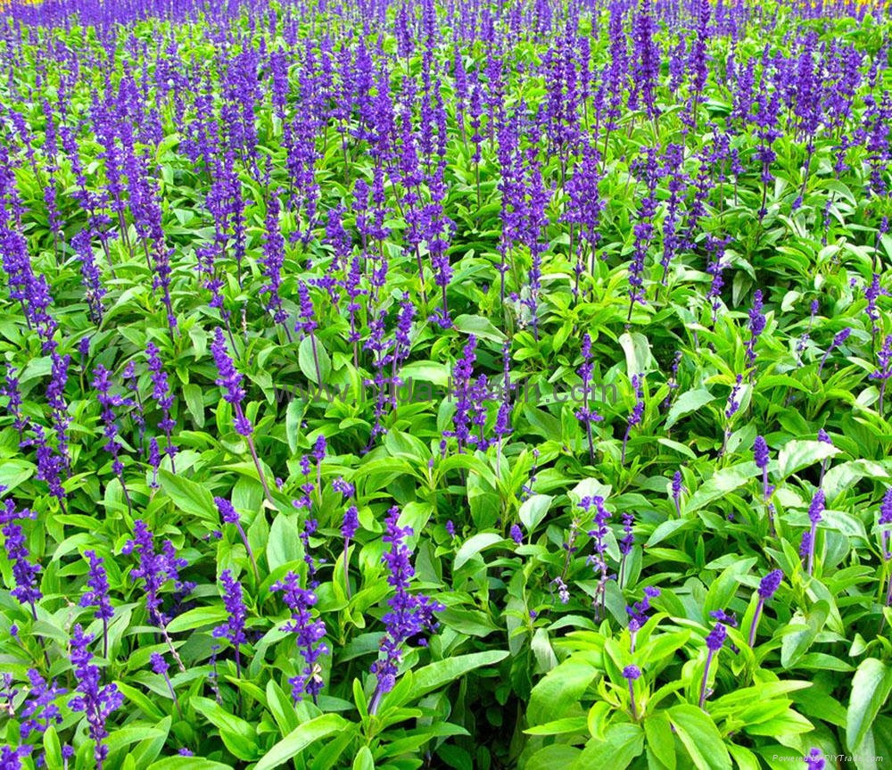 Lavender Flowers Wallpapers HD Freetopwallpapercom