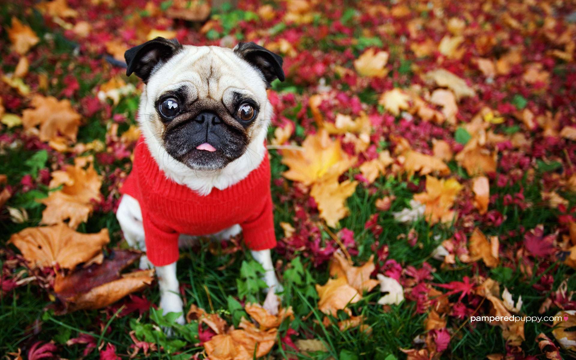 Responses To Funny Pug In Fall Leaves