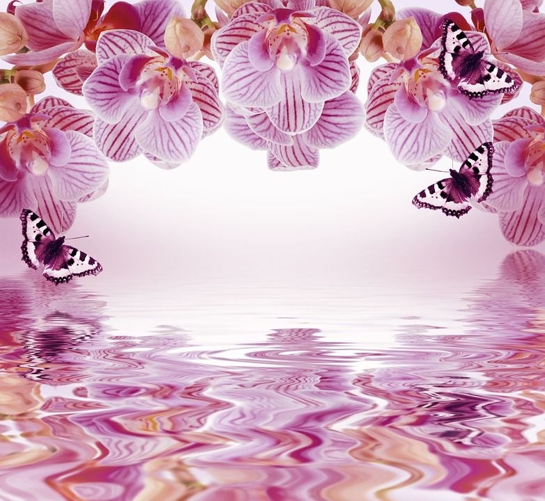 Image On Orchid Background Flowers Orchids