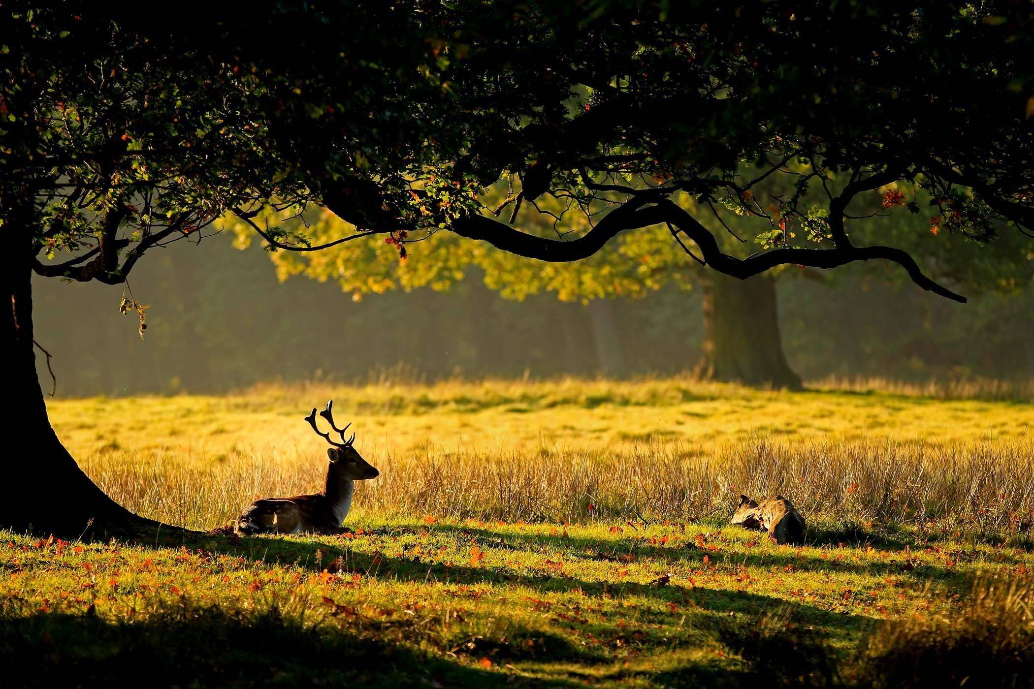 Take Rest Deer Nature Scenary