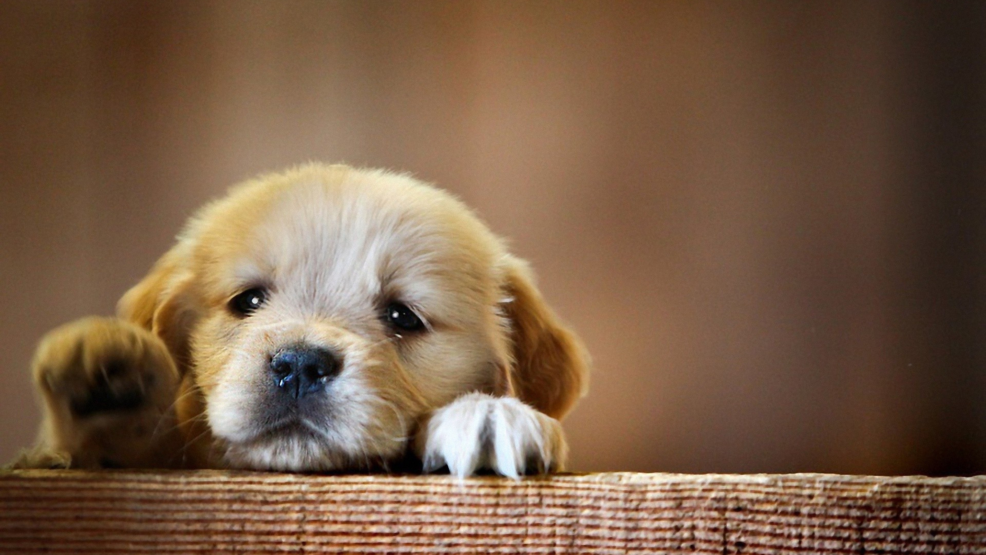 Puppy Snout Dog HD Animals 4k Wallpaper Image Photos