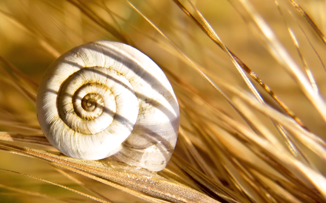 Snail Shell Wallpaper By Bhesi