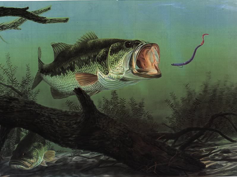 Bass Fish Graphics Code Ments Pictures