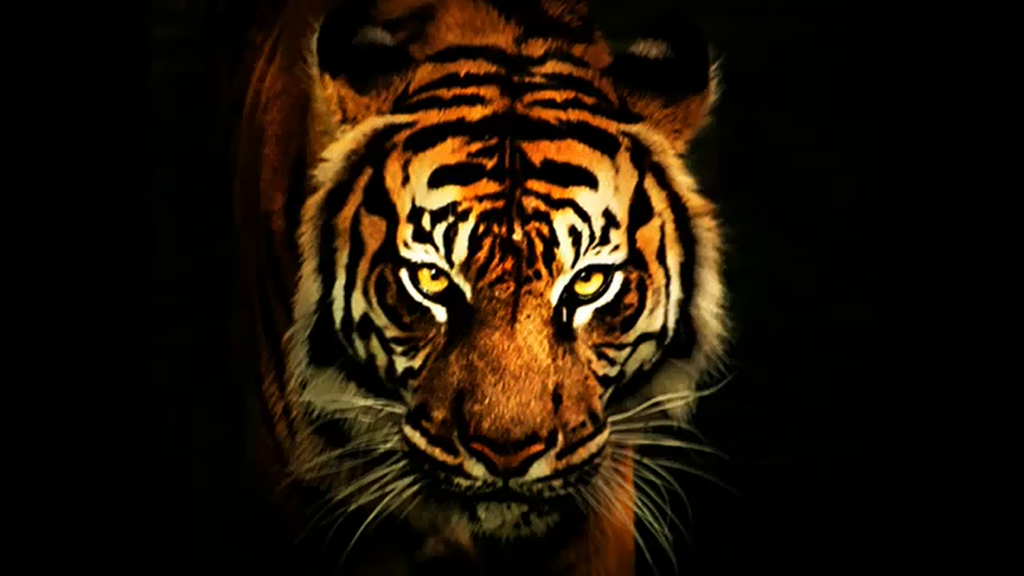 Tiger Background Pictures Group