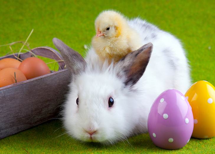  for Easter Do not buy Bunnies or Chicks this Easter Inhabitots