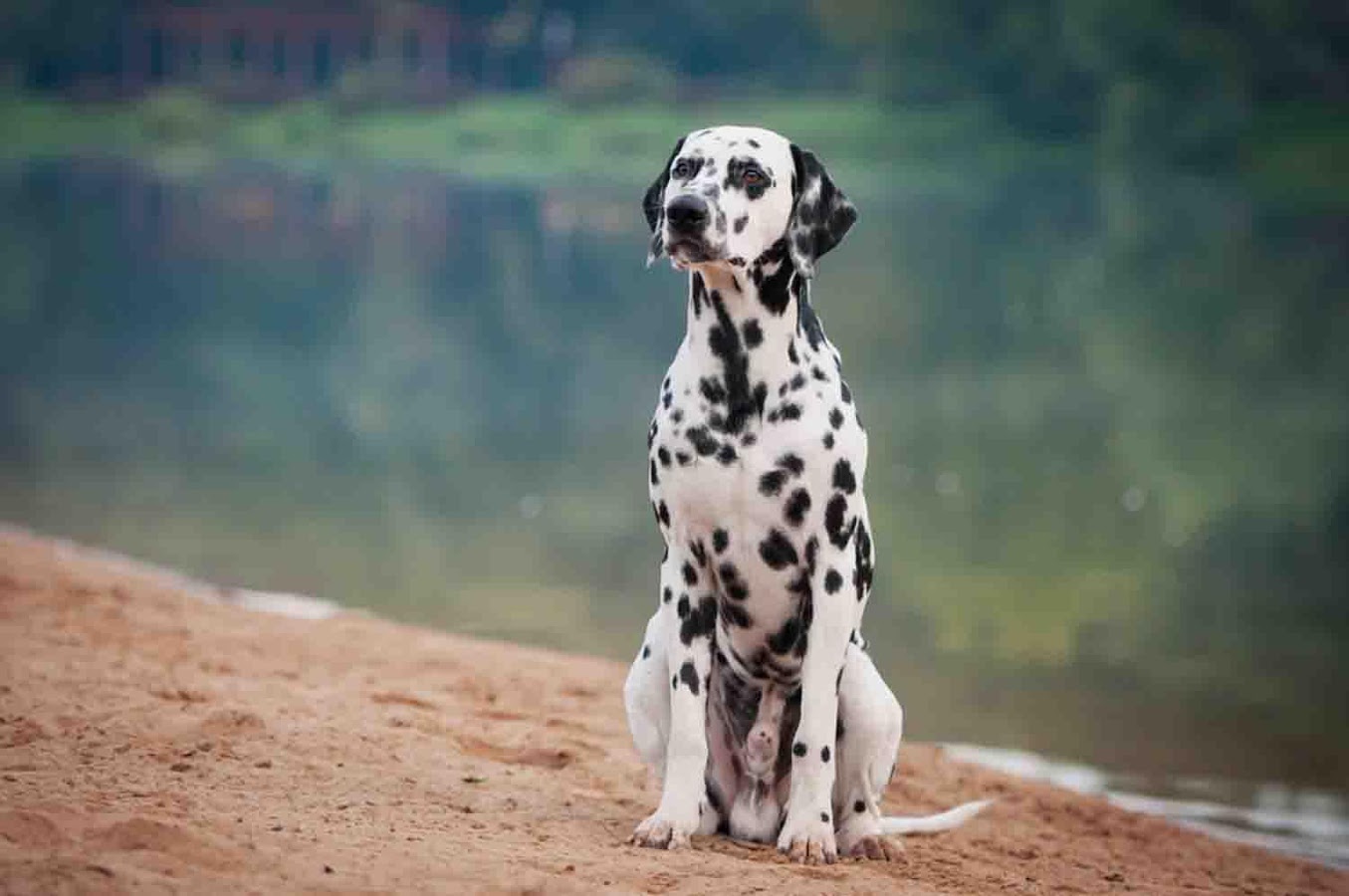 Dalmatian Wallpaper Android Apps On Google Play