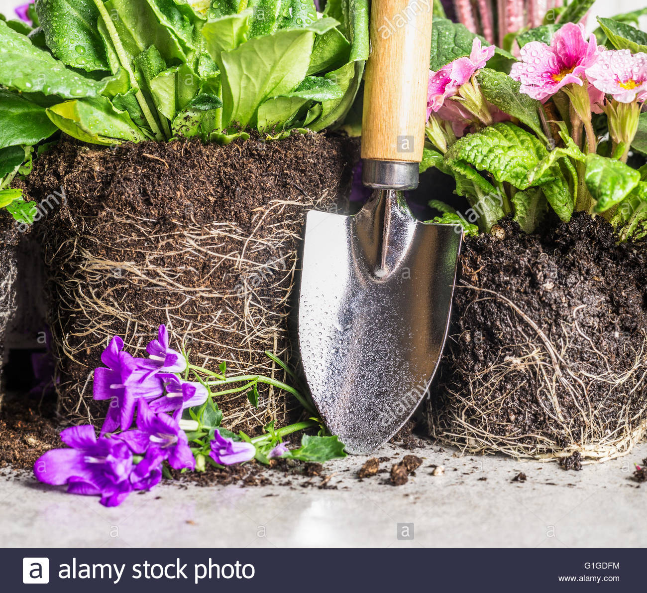 Hand Shovel And Garden Flowers Potting On Gray Stone Background