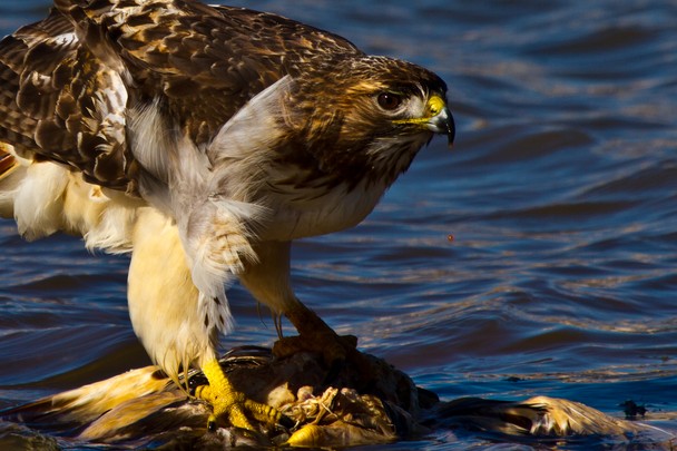 Red Tailed Hawk Feeding National Geographic Photo Contest