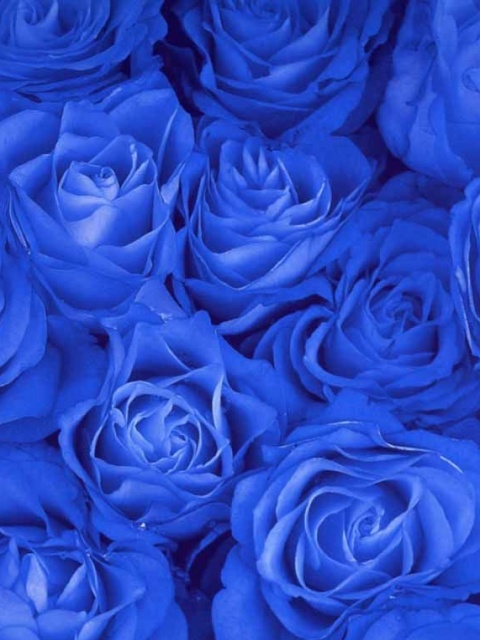 Blue Rose Screensaver Wallpaper