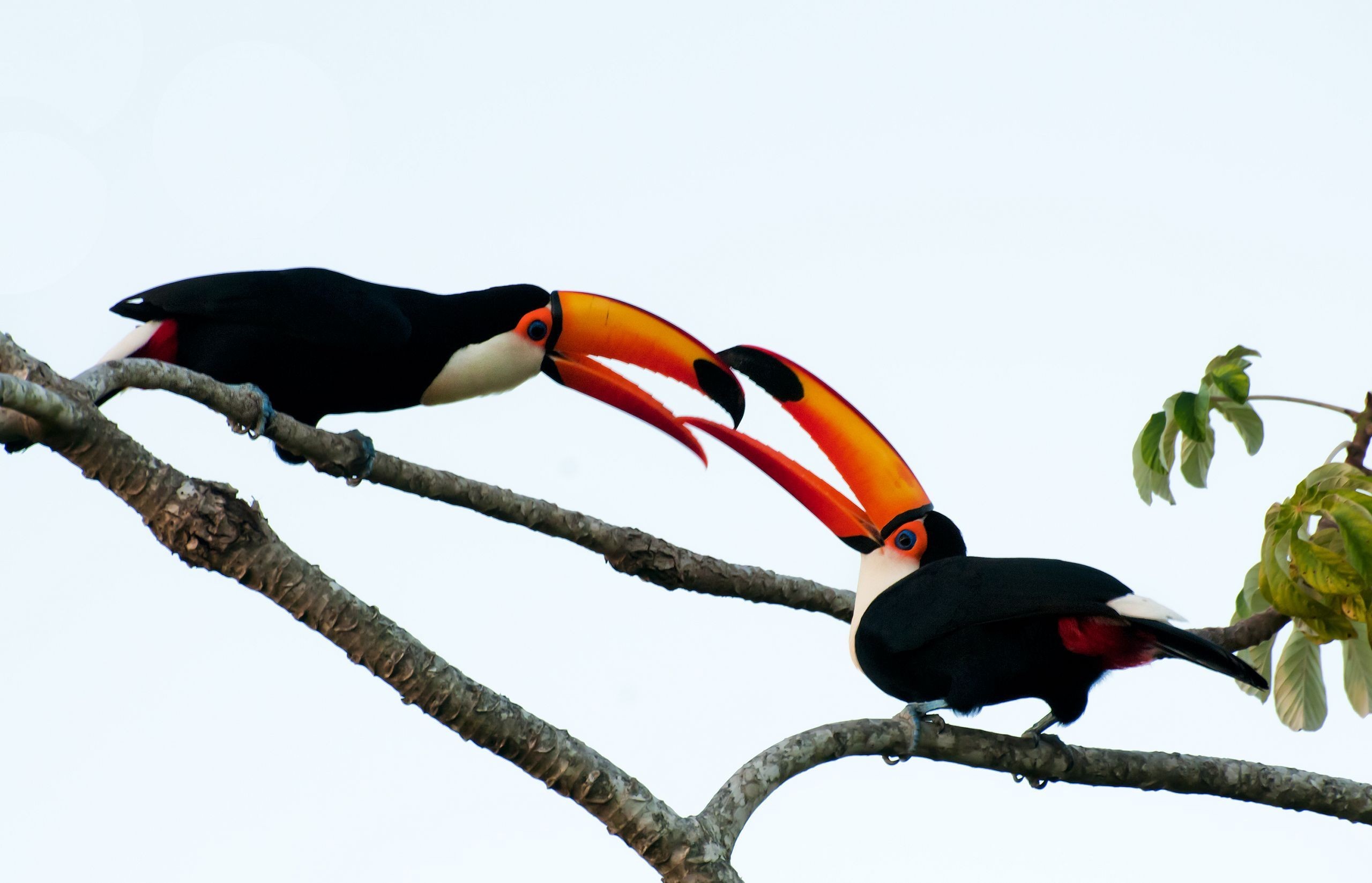 Toco Toucan HD Wallpaper Background Image