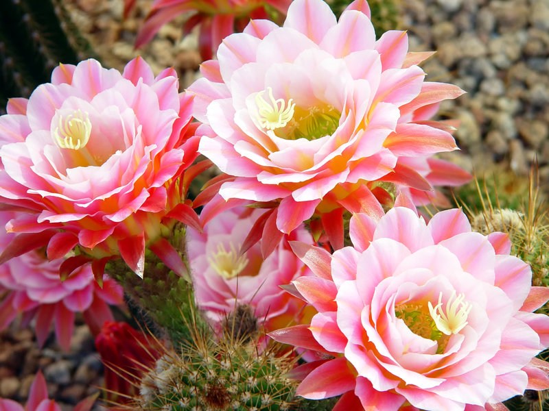 Cactus Flower Garden Plants Pictures All Types Of In Arizona
