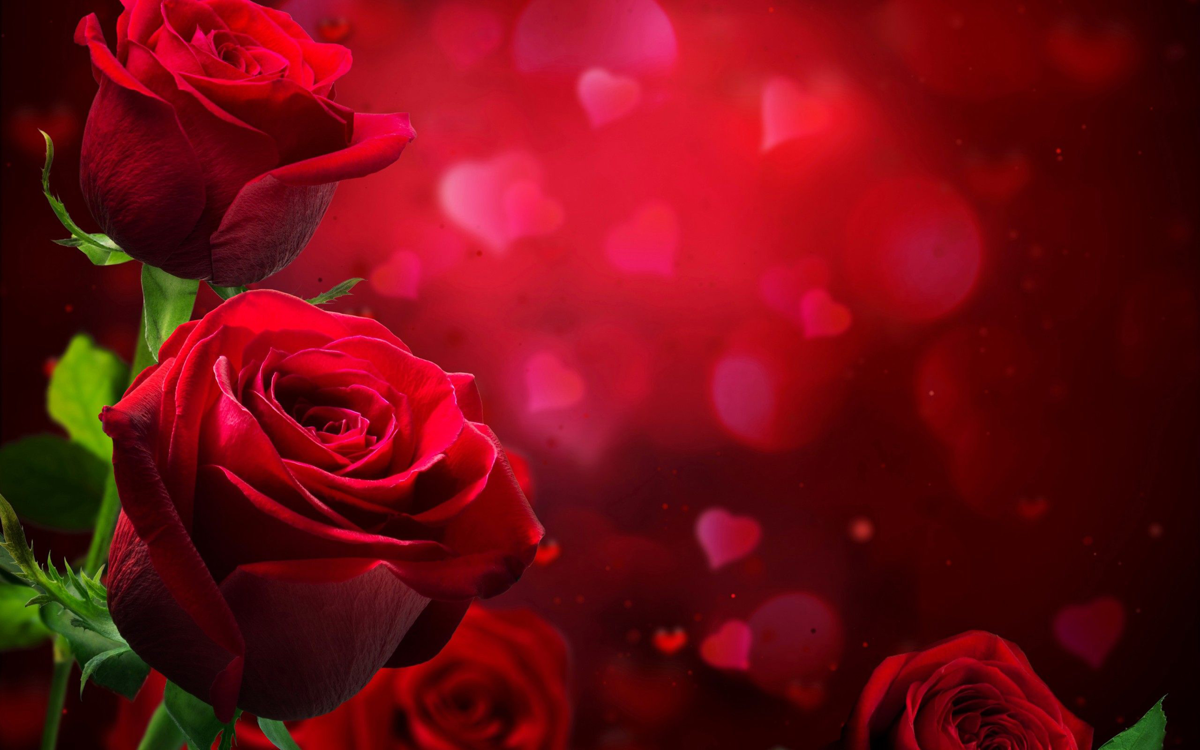Beautiful Red Roses Love HD Wallpaper Wallpaper13