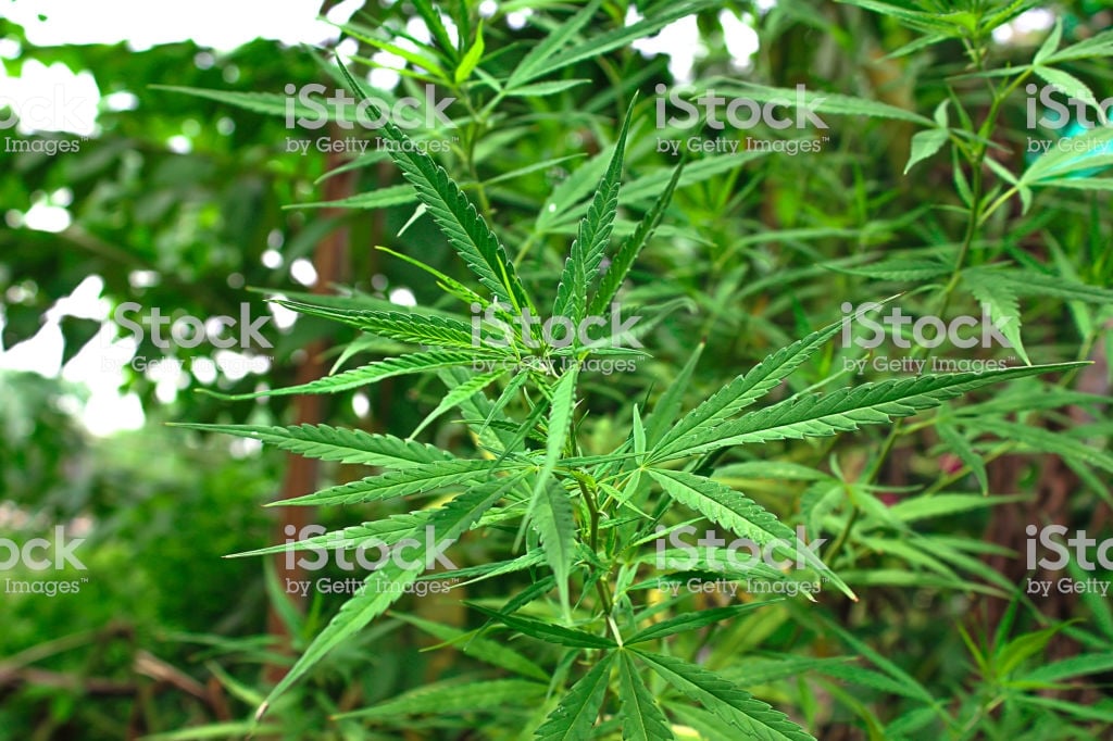 🔥 Download Marijuana Leaf Background Wallpaper Cannabis Hemp Outdoors ...