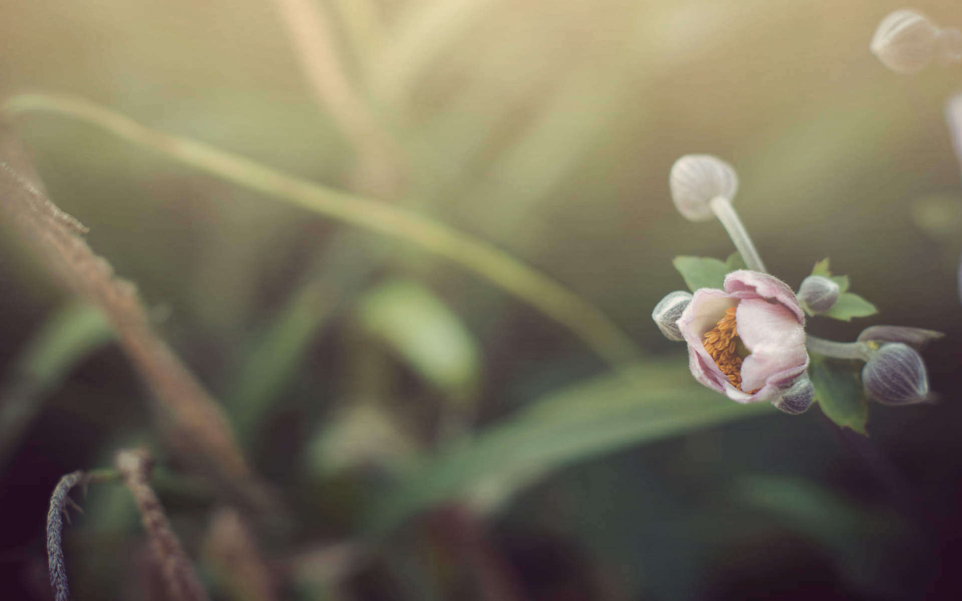 Flowers Nature Wallpaper HD