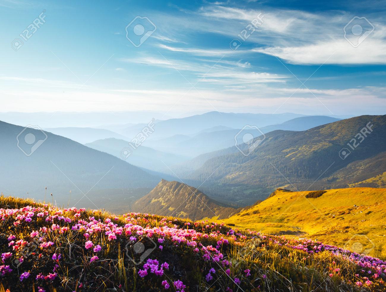 🔥 Free download Awesome Summer Scene With Pink Rhododendron Flowers On ...