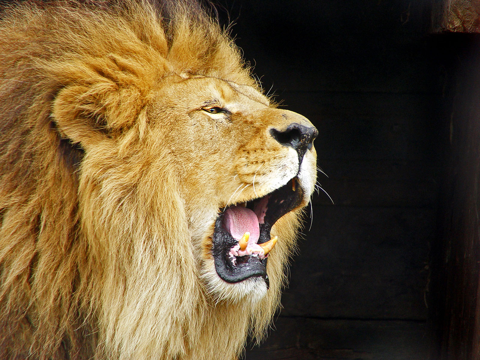 Wallpaper Lion Roaring