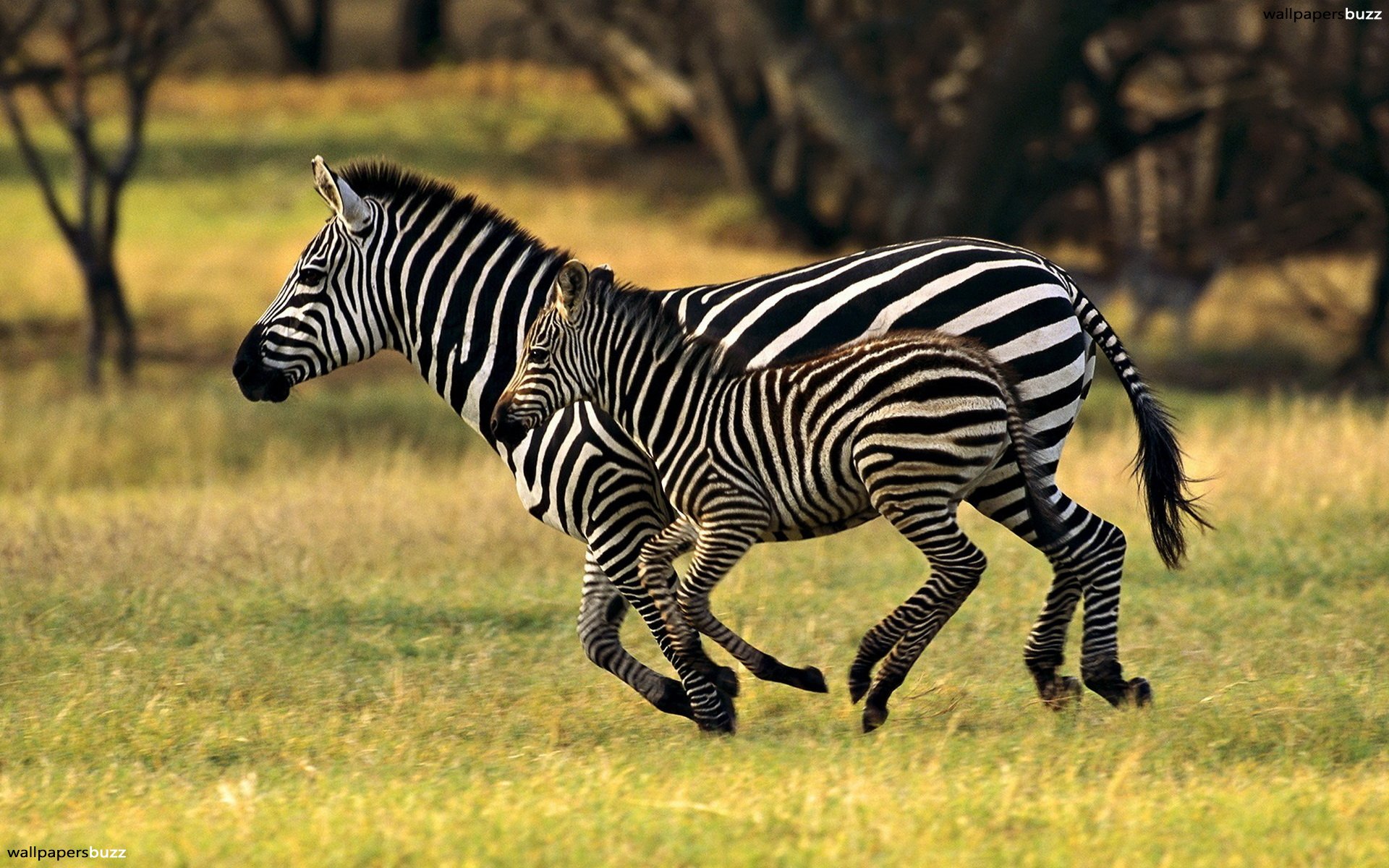 Running Zebras HD Wallpaper