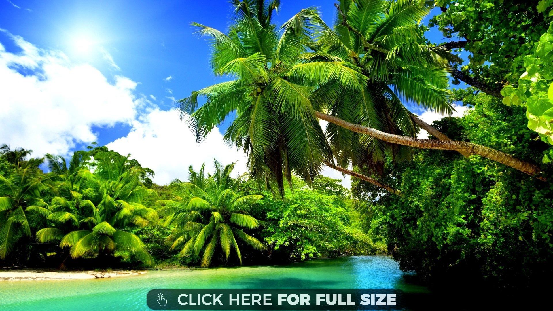 Sunny Summer Palms Sunshine Beach Nature Desktop Wallpaper