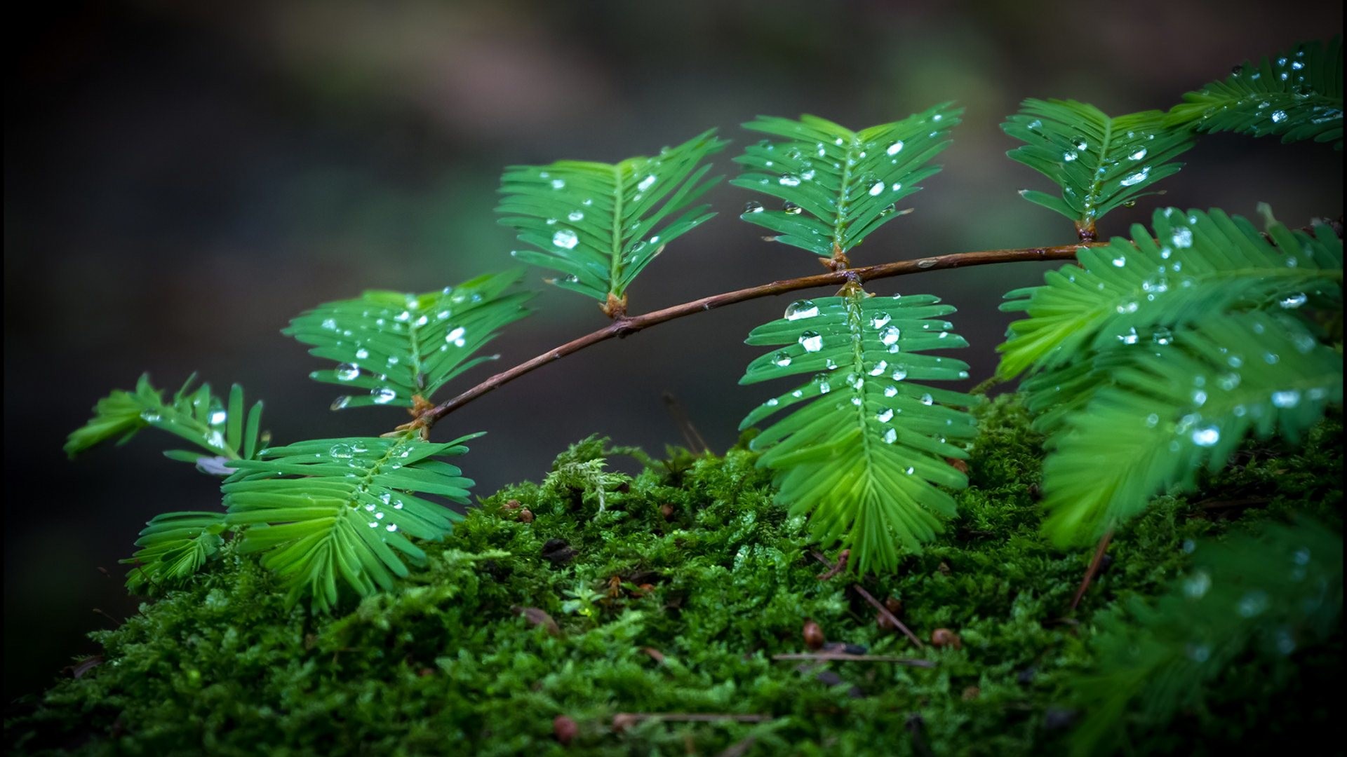 Green Leaf Wallpaper HD