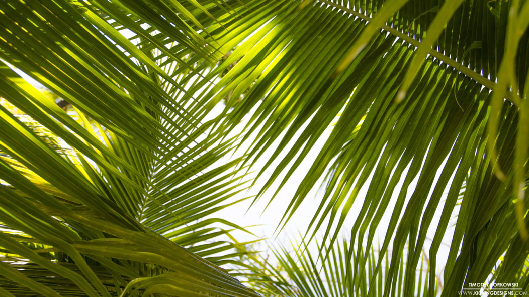 Tropical Leaves Wallpaper Background