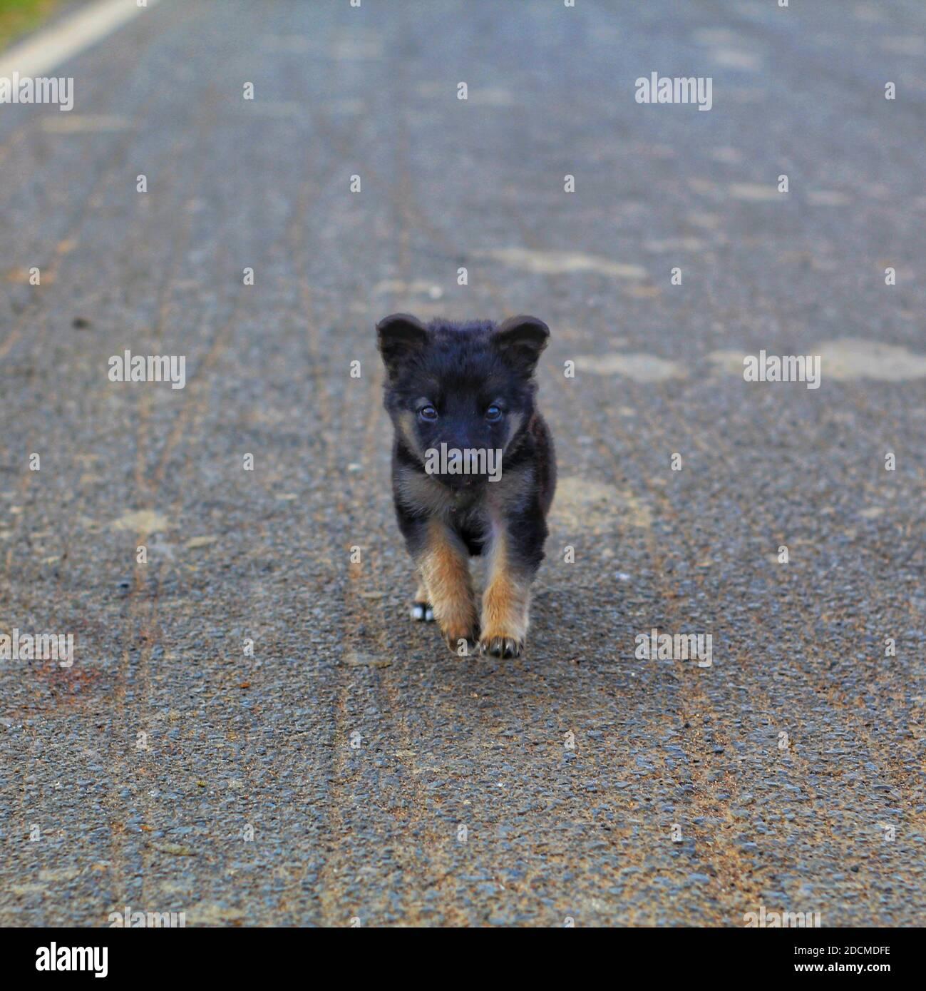 German Shepherd Puppy Cute Hi Res Stock Photography And Image