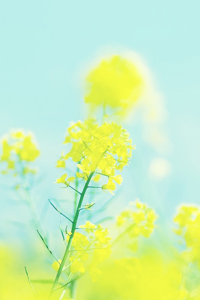 Yellow Flowers In Spring iPhone Wallpaper