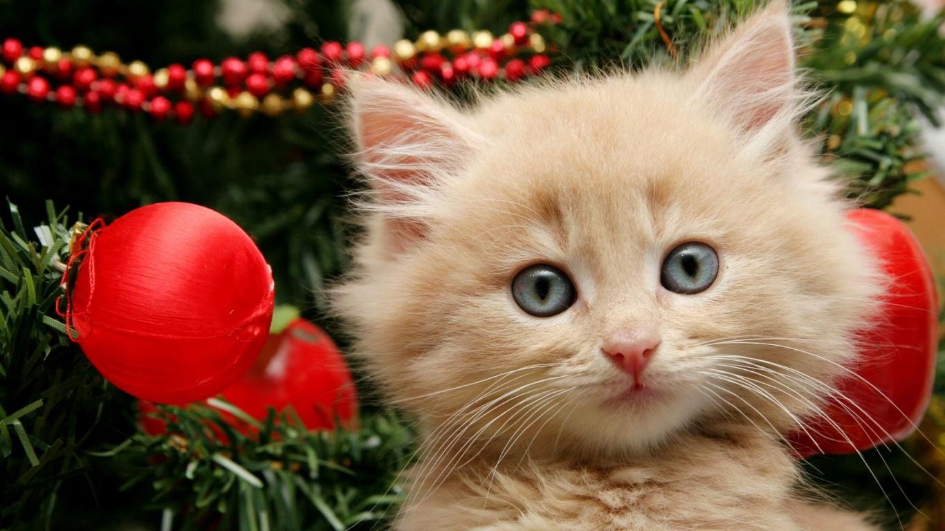 Cute Christmas Cat Wallpaper For Desktop