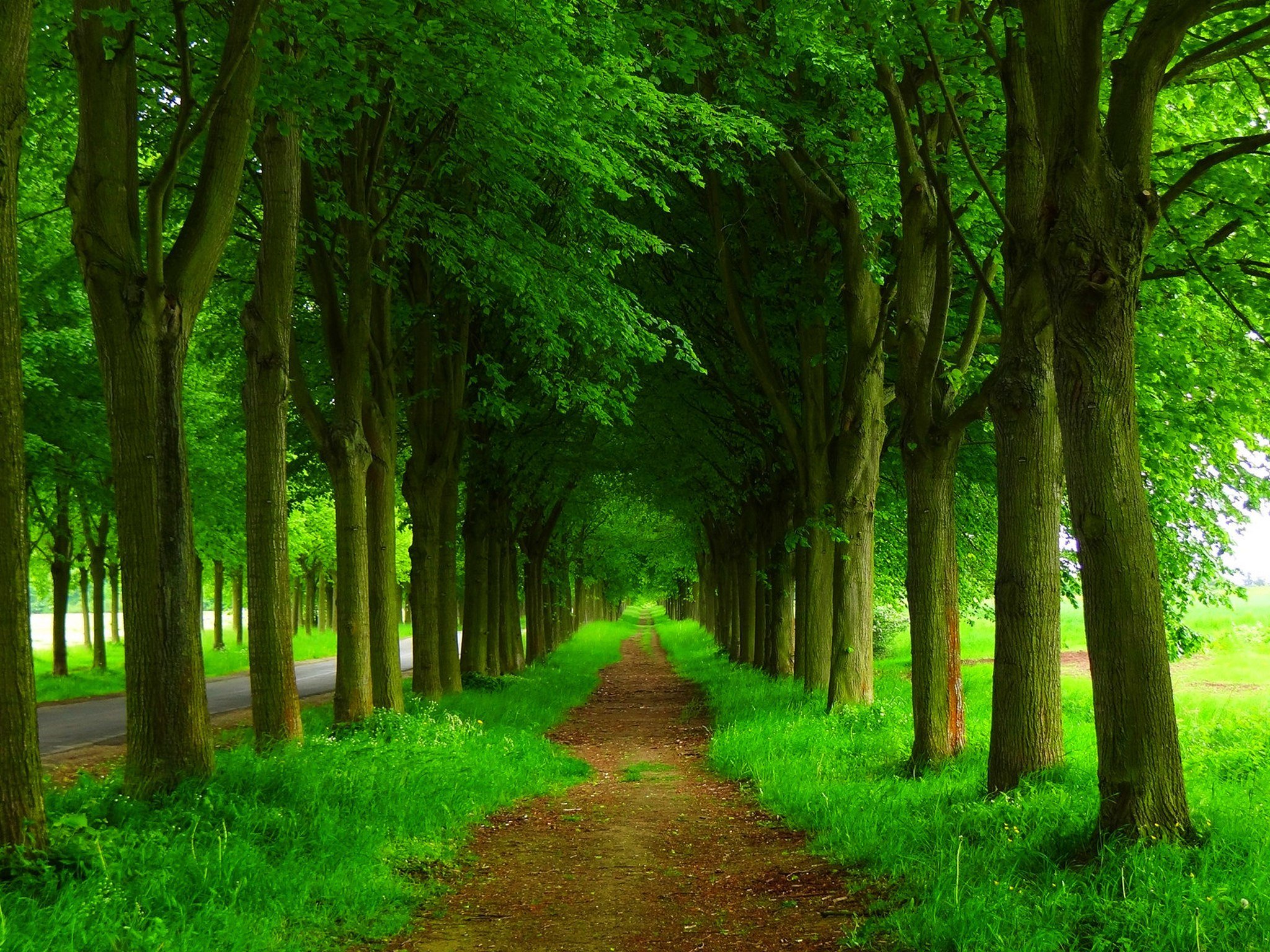 Dirt Path And Green Trees HD Wallpaper Background Image