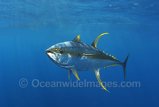 Yellow Fin Tuna Underwater Image Search Results