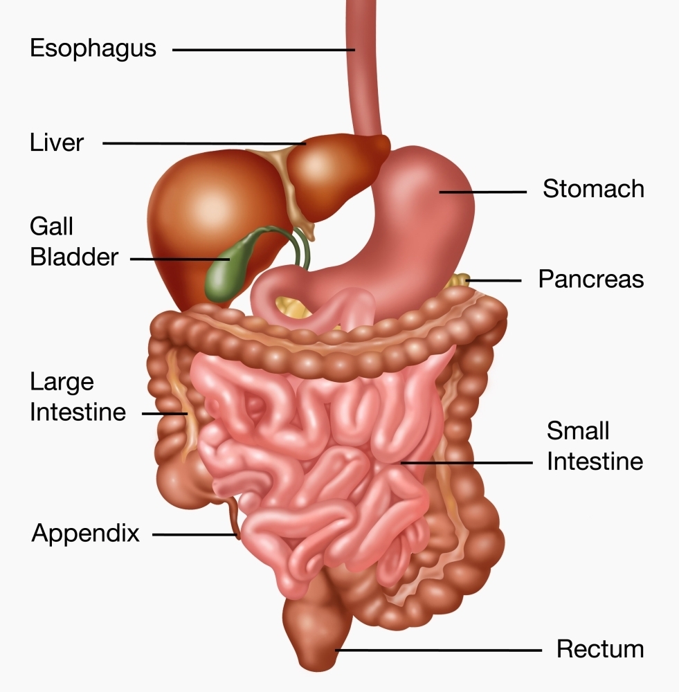 Human Digestive System Illustration Poster Print By Gwen Shockey