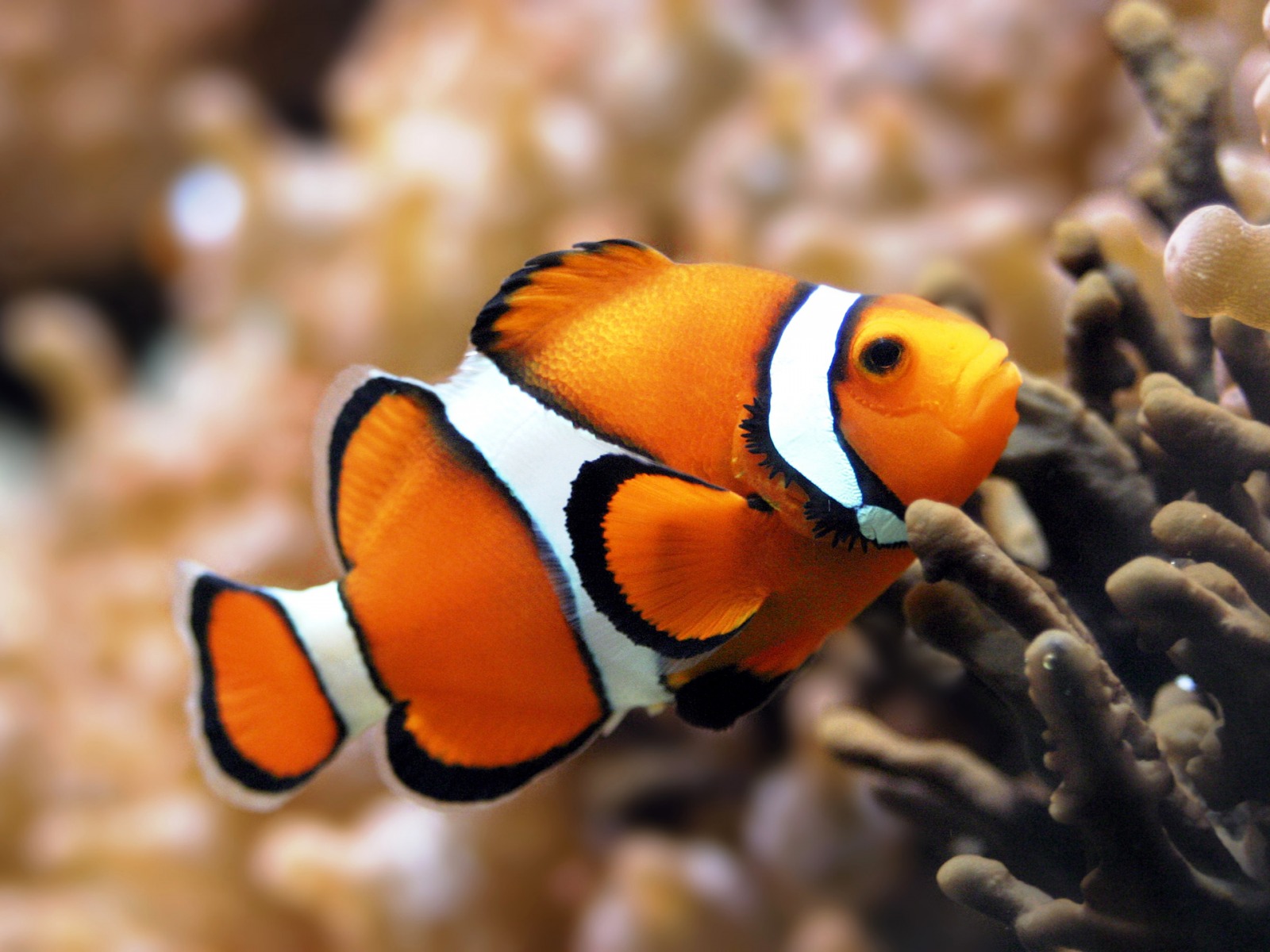 Beautiful Clownfish Animals Wallpaper Backgrou