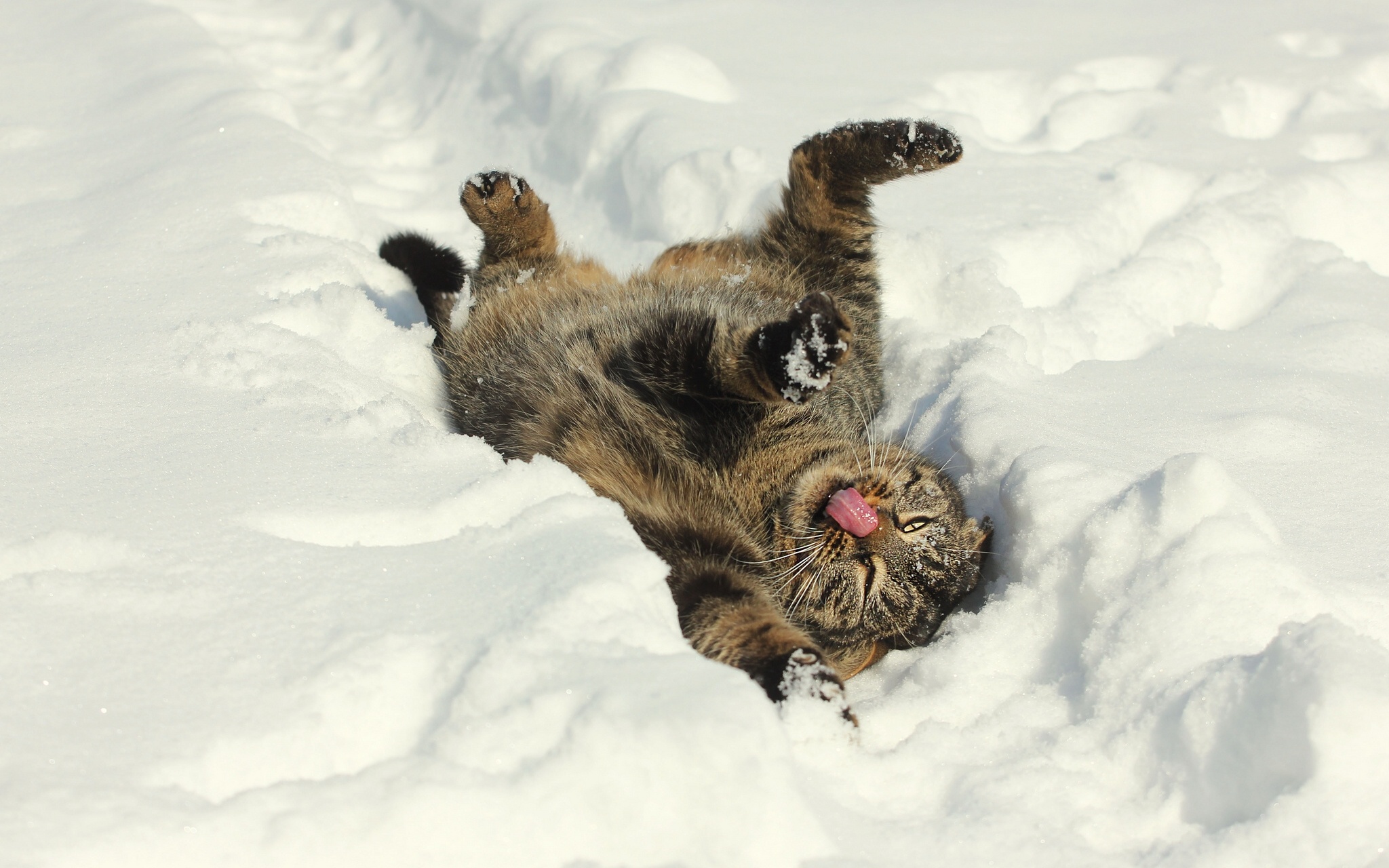 Cat Snow Winter Mood Wallpaper