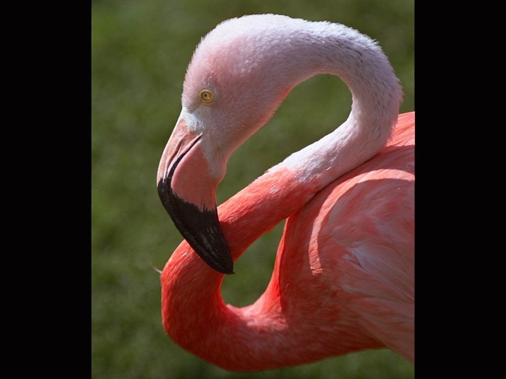 Image Pink Flamingo Bird Pc Android iPhone And iPad Wallpaper